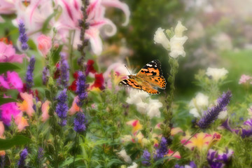 Schmetterling 512 © K.-U. Häßler