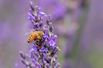 lavender and bee / Sakura lavender land in Sakura city, Chiba prefecture, Japan