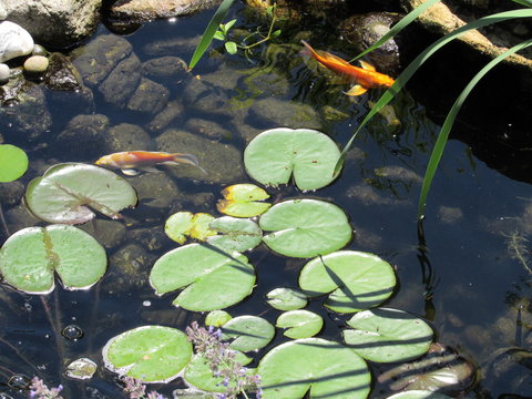 A Koi Fish Pond With Lily Pads And Colorful Fish Swimming Underneath 