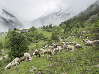 Obraz premium sheep in forest and mountains of national park des ecrins in the french alps of haute provence