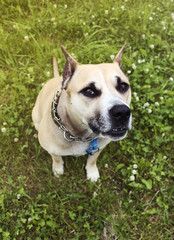 Obraz premium Beautiful dog