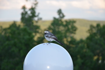 bird, nature, wildlife, animal, wild, beak, blue, tree, branch, wagtail, birds, white, green, swallow, spring, sparrow, avian, robin, songbird, feather, feathers, small, garden, red
