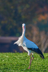 Storch im Feld auf Futter suche