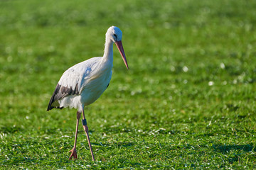 Storch im Feld auf Futter suche