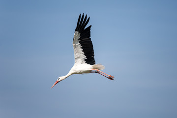 Storch im Flug auf Futter suche