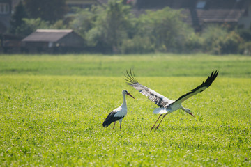 Storch im Feld auf Futter suche
