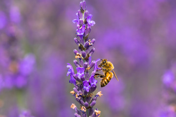 lavender and bee / Sakura lavender land in Sakura city, Chiba prefecture, Japan