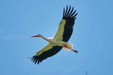Storch im Flug auf Futter suche