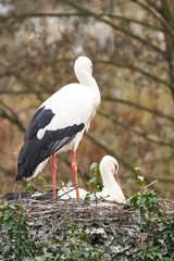 Storch Familie im Nest an brüten