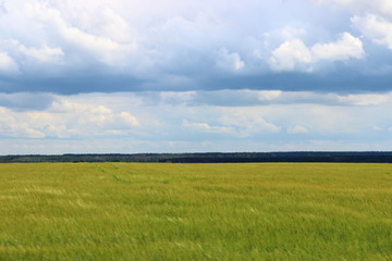 Obraz premium Beautiful rural landscape – endless green field in summer against the blue sky with clouds and forest on the horizon