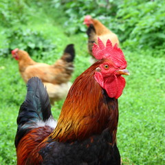 Portrait of a rooster with a red crest close-up in summer against a two motley hens in the background and green bushes