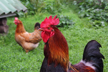 Portrait of a rooster with a red crest close-up in summer against a motley hen in the background and green bushes