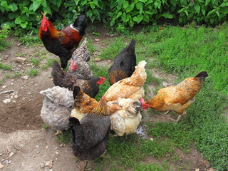 The coop, a poultry yard in the summer – colorful chickens and a rooster pecking at grain on the ground on a background of green bushes