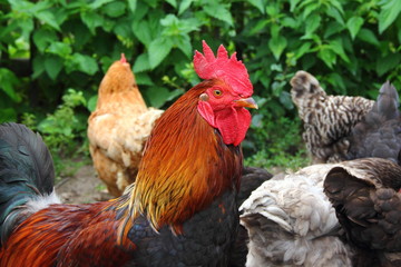 Portrait of a rooster with a red crest close-up in summer against a gray motley hens in the background and green bushes