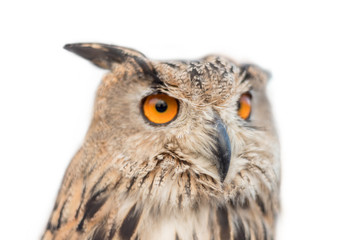 Royal owl on white isolated background.