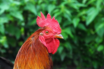 Portrait of a rooster with red crest and brown-yellow neck closeup summer on a background of green bushes