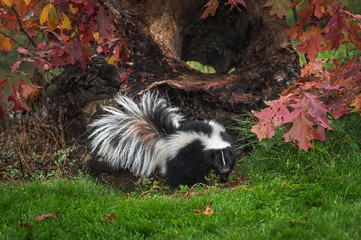 Striped Skunk (Mephitis mephitis) Walks Away From Log