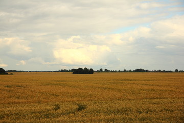 Beautiful rural landscape –  yellow field in summer against the cloudy blue sky with clouds and forest on the horizon