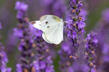 lavender with small white / Sakura lavender land in Sakura city, Chiba prefecture, Japan