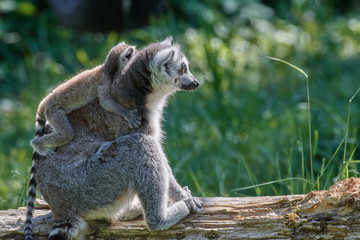 Lemuren Affen Familie aus Madagaskar