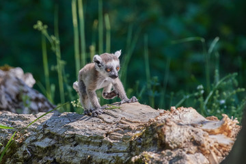 Lemuren Affen Baby aus Madagaskar