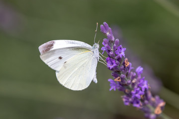 lavender with small white / Sakura lavender land in Sakura city, Chiba prefecture, Japan
