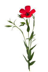 Flax flower of red color isolated on white background