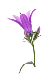 Blooming bell close-up isolated on white background