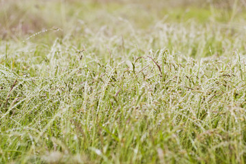 wet field of wild grass
