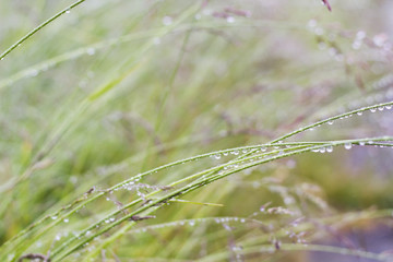 water droplets on a stem of wild grass