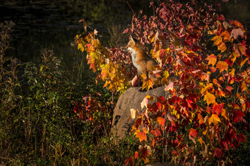 Red Fox (Vulpes vulpes) Sits on Rock