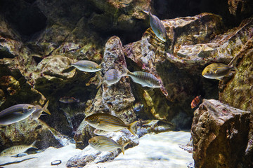 Underwater shot with sea fish in the foreground and stones in the background
