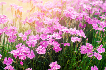 Obraz premium beautiful spring flowers Rose Maiden Pinks growing in the garden on a sunny day, background for design, natural wallpaper