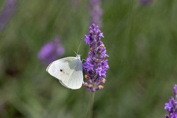 lavender with small white / Sakura lavender land in Sakura city, Chiba prefecture, Japan