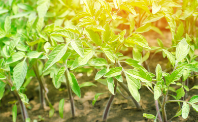 young green seedlings of tomatoes, ready for transplant in the field, farming, agriculture, vegetables, eco-friendly agricultural products, agroindustry, close-up