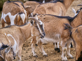 Ziege Herde