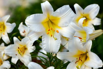 Fototapeta na wymiar Huge gorgeous white lilies in the garden close up.
