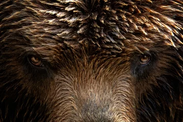 Poster Kamchatka Brown bear (Ursus arctos beringianus), close-up detail portrait. Brown fur coat, danger and aggresive animal. Fixed look, animal muzzle with eyes. Big mammal from Russia. © Lubos Chlubny