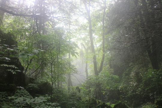 Fototapeta 濃い霧のかかった森の中(山口県)