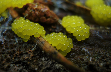 Young forming glazy yellow caviar-like fruit bodies of a Physarum slime mold, or myxomycete. Slime moulds are special organisms that gather from many microscopic unicellular amoebae.