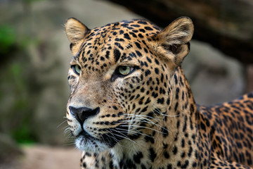 Fototapeta premium Lampart cejloński, Panthera pardus kotiya, kot wielkolistny