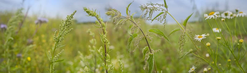 Fotobehang weeds - nettle, thistle, wormwood on a field close up © Vera Kuttelvaserova