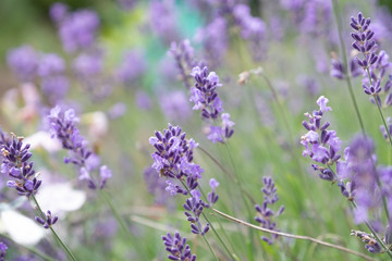 Lavender flowers at sunlight
