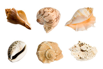 Sea shells. Collection of cockleshells isolated on a white background