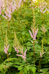 Tall Pink Flowers in Urban Park