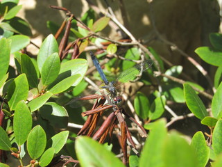 A blue dasher dragonfly (Pachydiplax longipennis) in obelisk posture with abdomen raised for thermoregulation or as a threat display 
