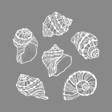 Vector of white graphic seashell set on gray background. Hand drawn illustration of sketches mollusk sea shells. Summer decorative sea elements