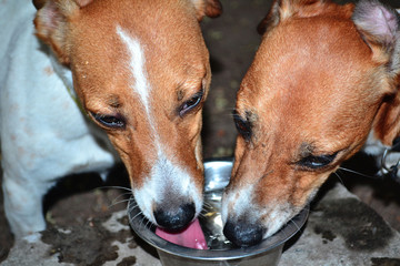 dog, pet, Jack Russell Terrier drinks water, dogs drink water, animal, puppy, cute, terrier, brown, white, portrait, isolated, canine, jack russell terrier, jack, breed, russell, small, pup, mammal, 
