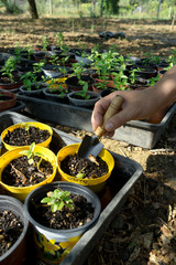 Planting a sprout in a plant nursery