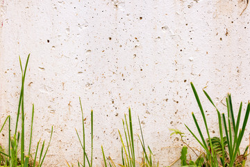 Obraz premium White wall with green grass. Place for text, on a sunny day